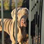 bonnie_the_weimaraner profile picture