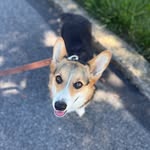boo.the.rescue.corgi profile picture