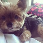 boo_bleps profile picture