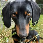 booka.dog profile picture