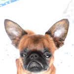 bookofbertie profile picture