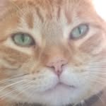 bookshelf_the_cat profile picture