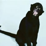 boomboomrooment profile picture