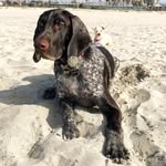 bootesandsandy profile picture