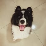 bordercollie_winnie profile picture