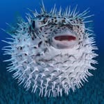 boris_pufferfish profile picture