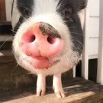 boristhemainlinepig profile picture
