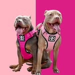 boris_the_pibble profile picture