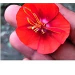 bornitaroyborni profile picture