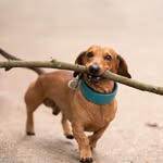boscoandhisbigstick profile picture