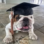 bosco_the_georgiabulldog profile picture