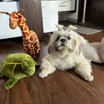boss_babycoco profile picture