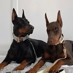 bossthedoberman profile picture