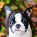 bostonterrierloversig profile picture