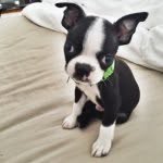 bostonterriermilo profile picture