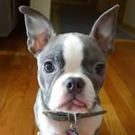 bostonterrierofgram profile picture