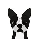 bostonterrier_of_world profile picture