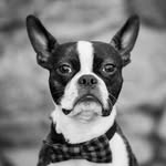 bostonterriersaw profile picture
