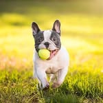 boston_terriers_family profile picture