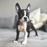 bostonterrierstagram profile picture