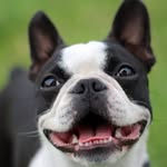 bostonterriervibes profile picture
