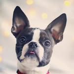 bostonterrier_world.1 profile picture