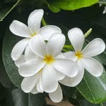 botanical_tribe_ profile picture