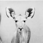 botlandcollection profile picture