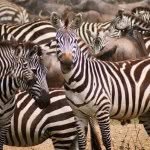 botswana_tourism profile picture