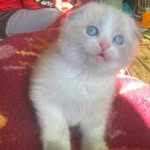 bouchra92188 profile picture