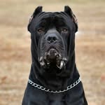boujiebajie profile picture