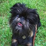 bowiebentley profile picture