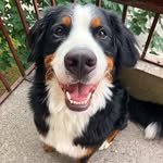 bowieetheberner profile picture