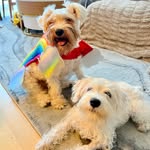 bowie_prince_schnauzers profile picture