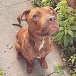 bowie_thepupper profile picture