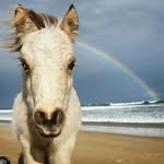 bowiethewonderhorse profile picture
