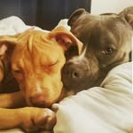 bowser_n_peach profile picture