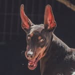bowwow_bam profile picture