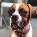 boxeruloscar profile picture