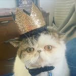 boygeorgethecat profile picture