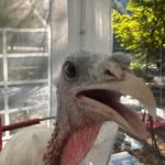 bradfordbloink profile picture