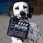 bradley.in.the.spotlight profile picture