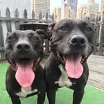 bradyandlouie profile picture