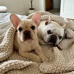 brady_frenchie profile picture
