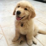 bradythegoldenpup profile picture
