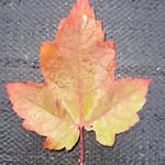 branchesandleaves1 profile picture