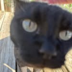 brandnewfiddle profile picture