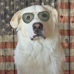 brandon_the_maremma profile picture