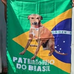 brasilcaochaca profile picture