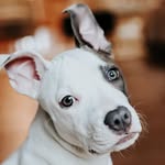 bravelikebunny profile picture